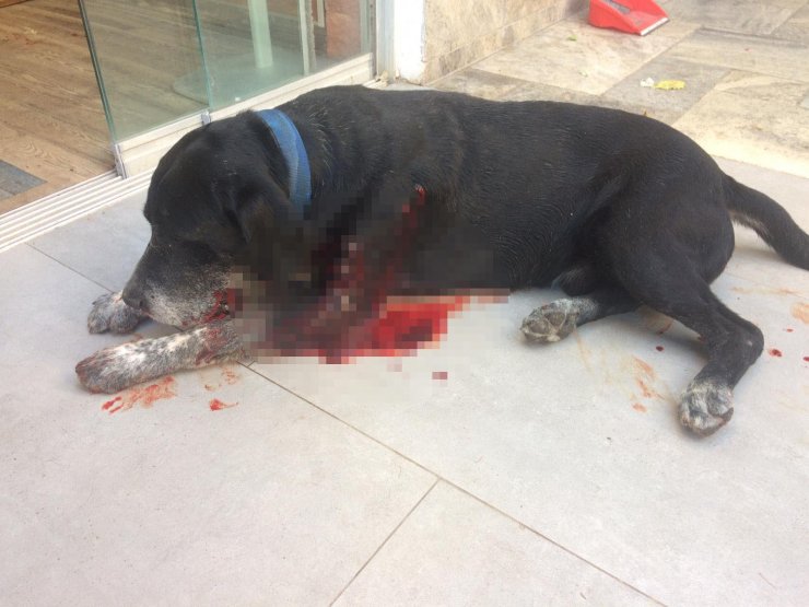 Havlayan köpek ve 3 kadını yaralayan şüpheli: Korkutmak için ateş ettim