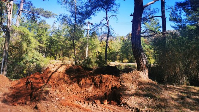 Milli Park yetkilileri ölü ayıyı bulunduğu yerden kaldırdı