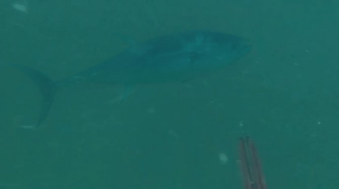 İzmit Körfezinde orkinos balığının ardından su samuru görüldü