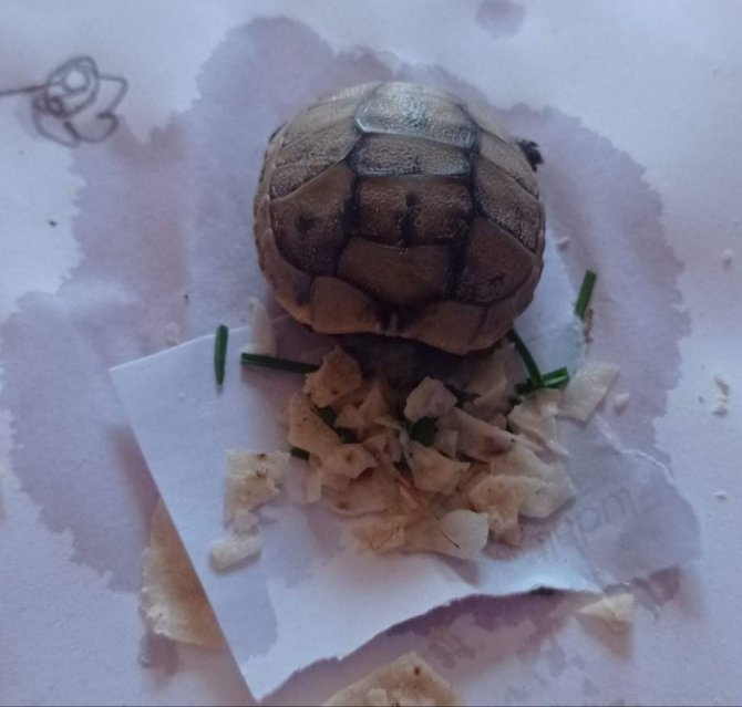 Yavru kaplumbağaya öğretmen ve öğrenciler sahip çıktı