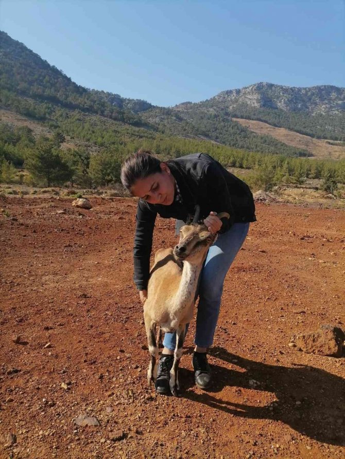 Yörük çobanın ormanda bulduğu yaralı yaban keçisi tedavi altına alındı