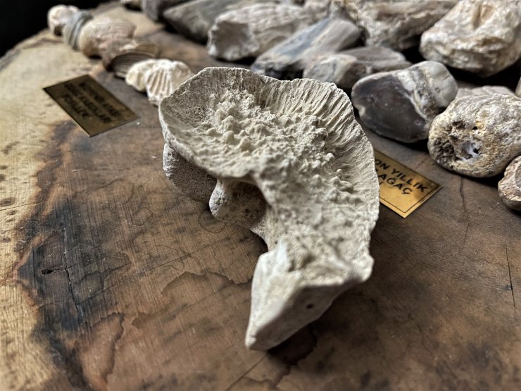 Mardinli kapıcının fosil aşkı