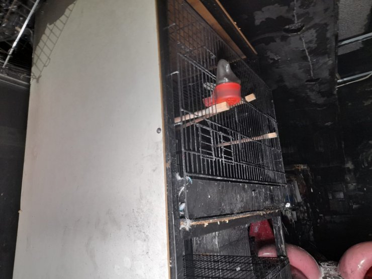 Bayrampaşa'da pet shop'ta yangın çıktı, çok sayıda hayvan öldü 