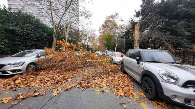 Şiddetli rüzgarla devrilen ağaç, otomobilin üzerine düştü