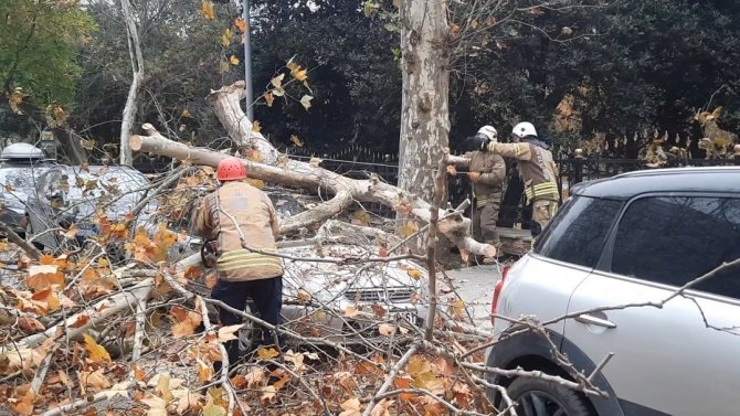 Şiddetli rüzgarla devrilen ağaç, otomobilin üzerine düştü
