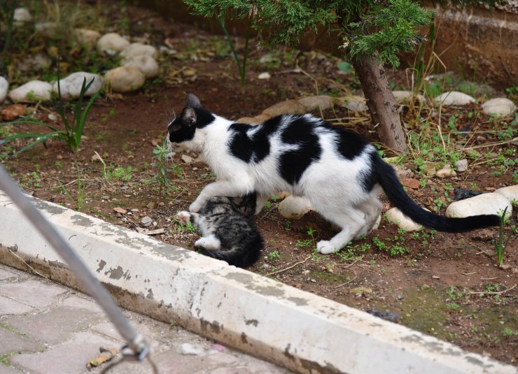 Foseptiğe düşen 4 yavru kediyi itfaiye kurtardı