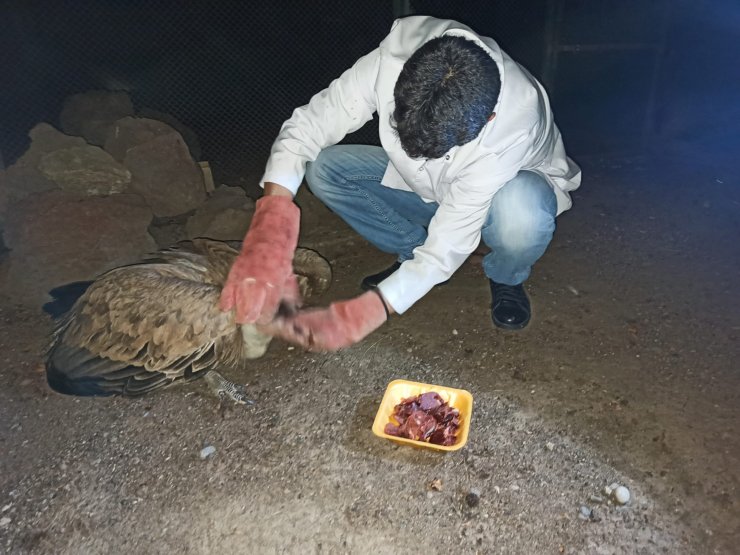 Soğukta bulduğu kızıl akbabayı montuna sararak kucağında taşıdı