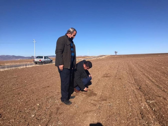 Konya’da geç ekime bağlı hububat ekili tarım alanlarında çimlenme başladı