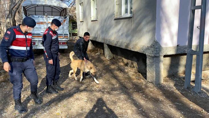 Köpek dövüşüne 2 bin 400 lira ceza