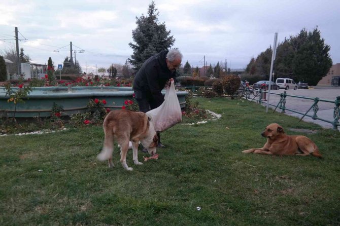 15 yıldır terminal etrafındaki köpekleri besliyor