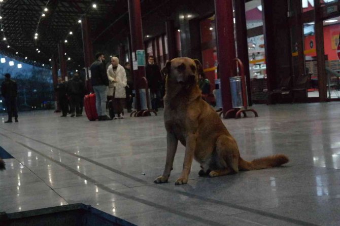 15 yıldır terminal etrafındaki köpekleri besliyor