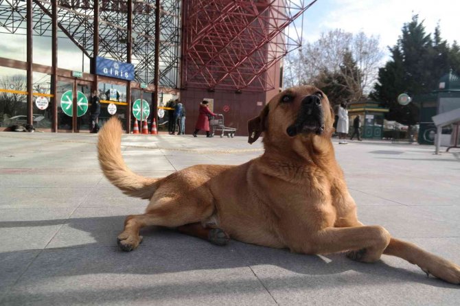 15 yıldır terminal etrafındaki köpekleri besliyor