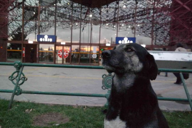 15 yıldır terminal etrafındaki köpekleri besliyor