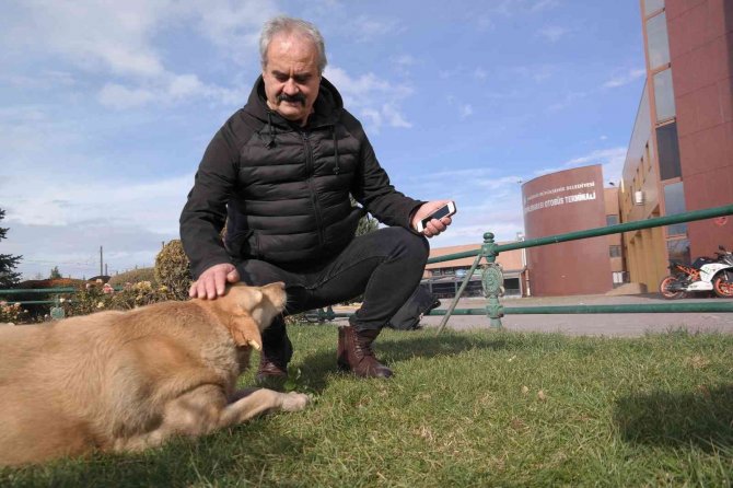 15 yıldır terminal etrafındaki köpekleri besliyor