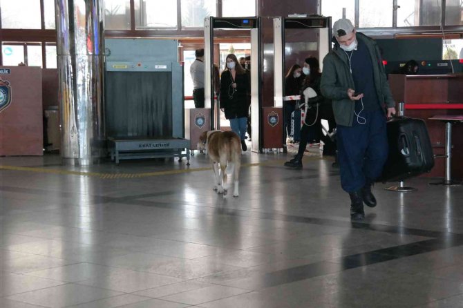 15 yıldır terminal etrafındaki köpekleri besliyor