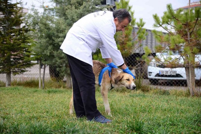 Domuz sürüsünün saldırdığı köpek hayata tutundu