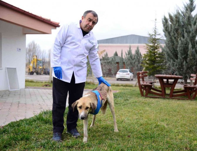 Domuz sürüsünün saldırdığı köpek hayata tutundu