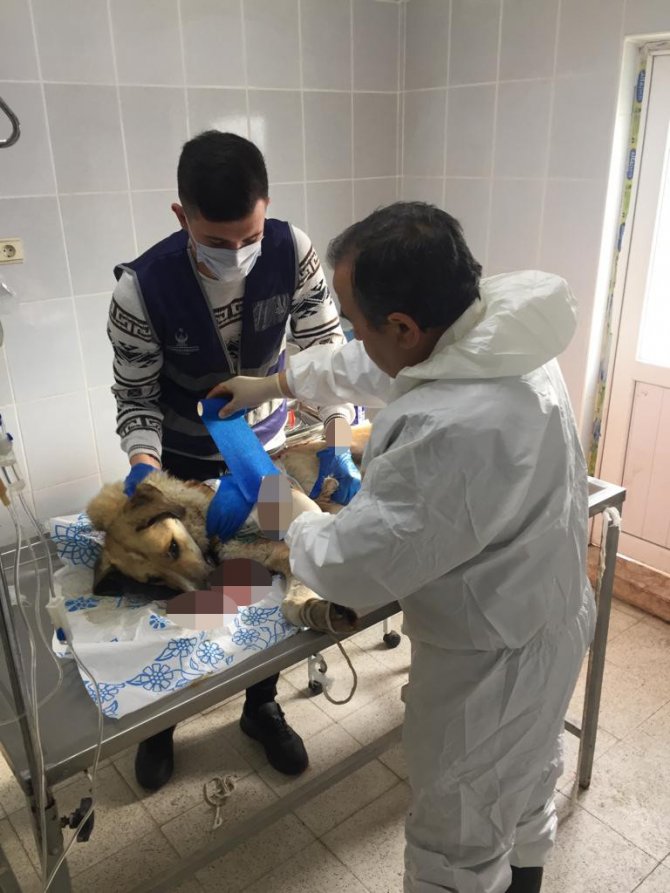 Domuz sürüsünün saldırdığı köpek hayata tutundu