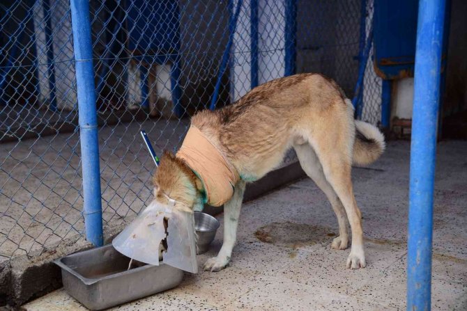 Domuz sürüsünün saldırdığı köpek hayata tutundu