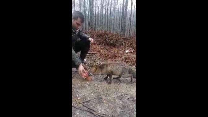 Kırklareli’nde tilki yol kesip, yiyecek istiyor