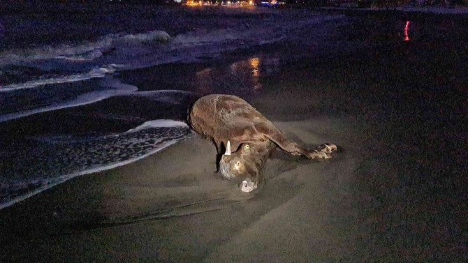 Zonguldak’ta sahile vuran ölü inek şaşkına çevirdi