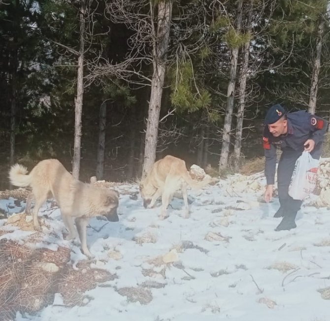 Sokak hayvanları için doğaya ekmek bırakıldı