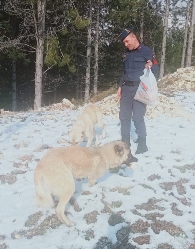 Sokak hayvanları için doğaya ekmek bırakıldı