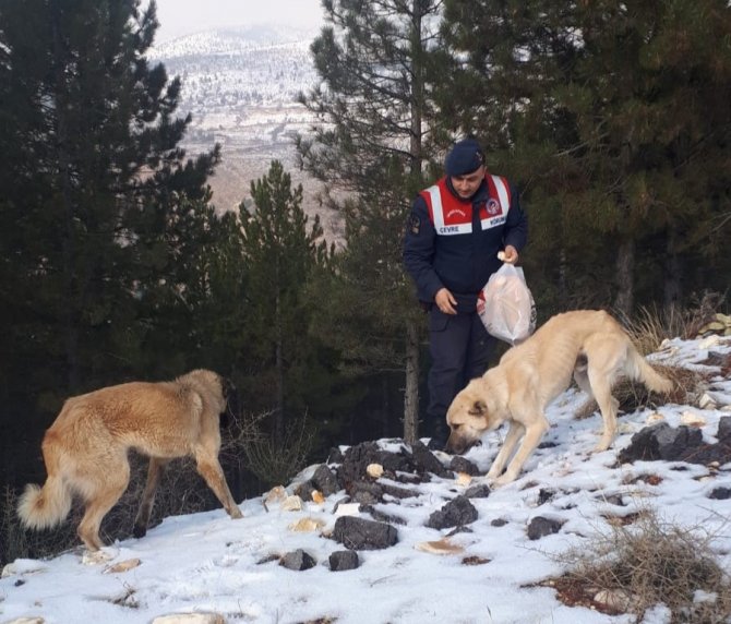 Sokak hayvanları için doğaya ekmek bırakıldı