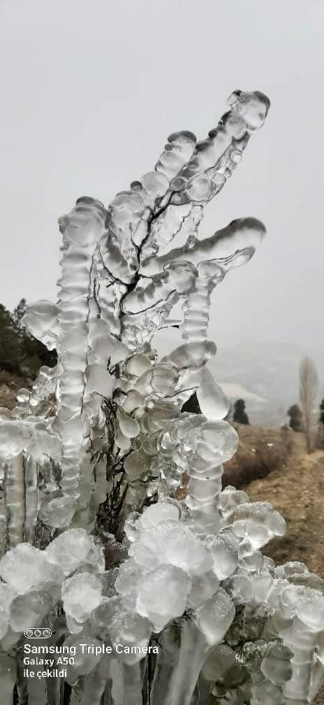 Ağaçta buz sakırtıları oluştu