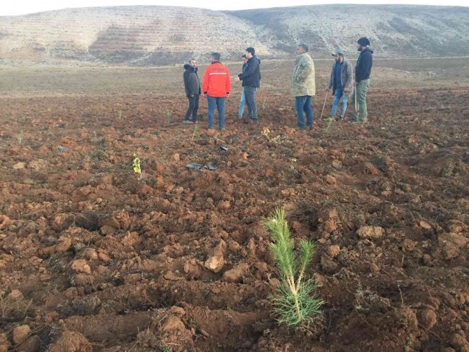 Bingöl’de 210 bin adet fidan toprakla buluştu