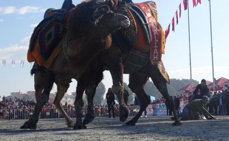 Deve güreşinde ezilmekten son anda kurtuldu