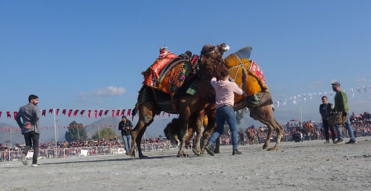 Deve güreşinde ezilmekten son anda kurtuldu