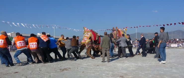 Deve güreşinde ezilmekten son anda kurtuldu