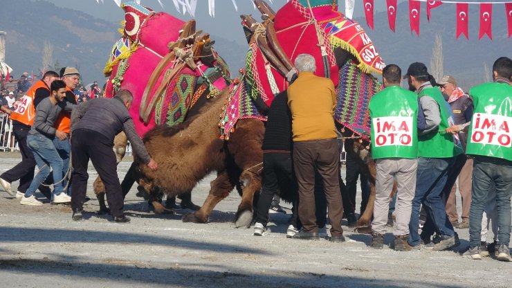 Deve güreşinde ezilmekten son anda kurtuldu