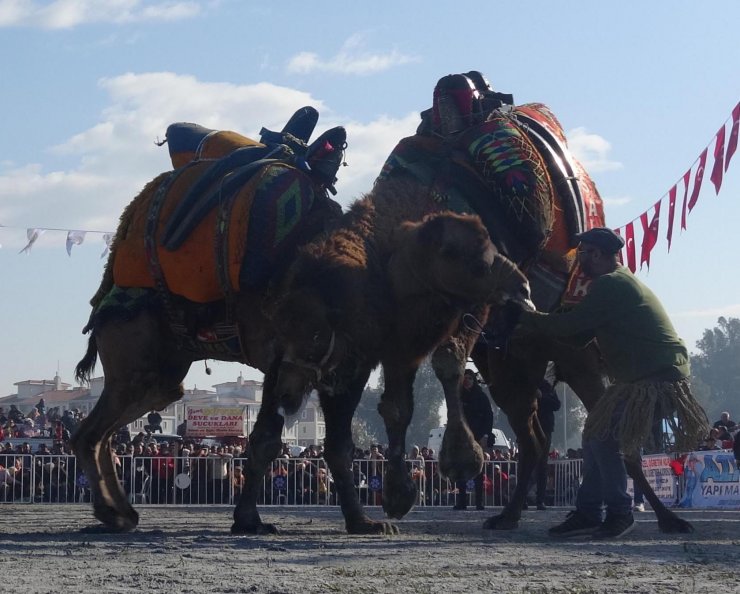 Deve güreşinde ezilmekten son anda kurtuldu