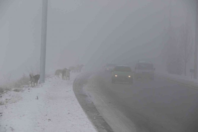 Erzincan’ı sis, pus, kırağı sardı