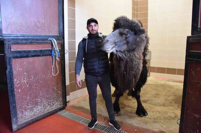 Burdur’da deveye katarak ameliyatı