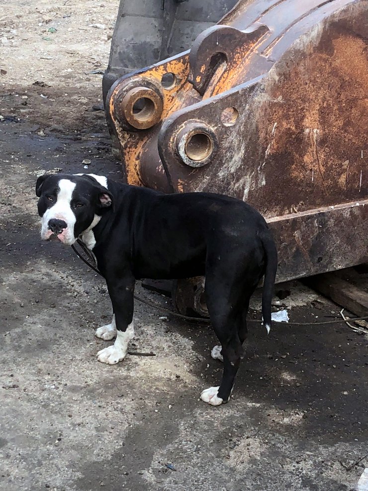 1 yılda 70 köpeğe el koyuldu