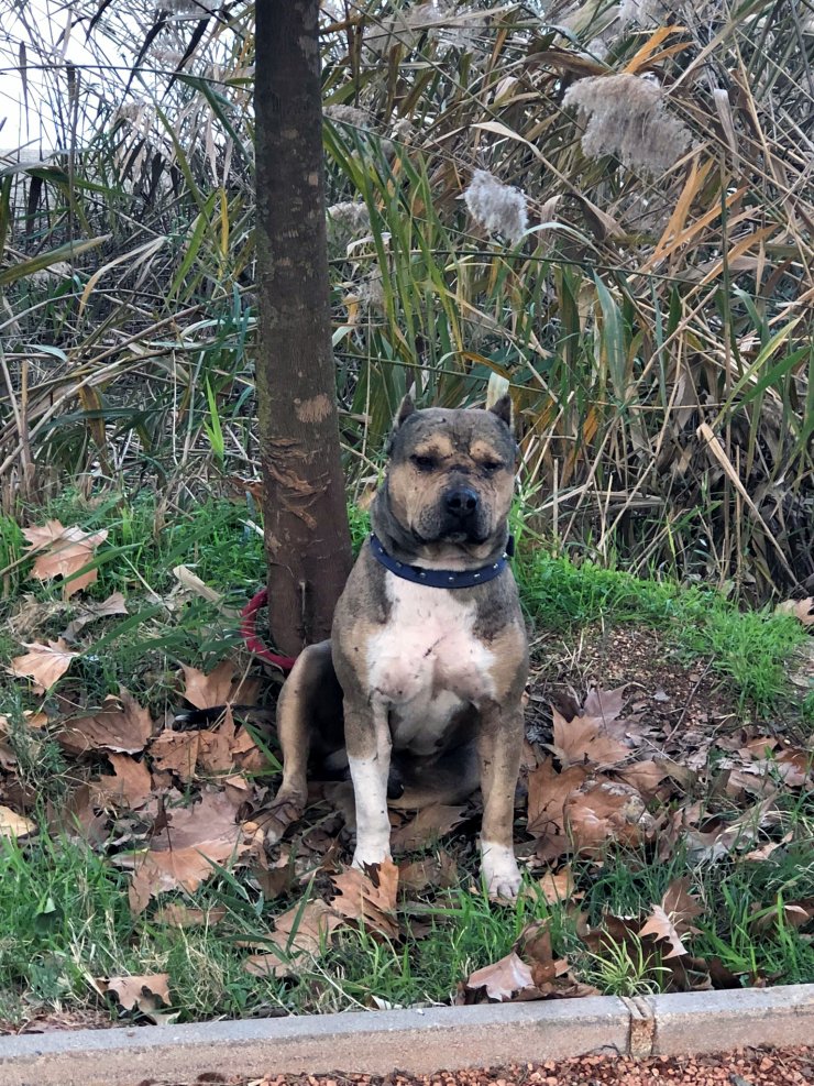 1 yılda 70 köpeğe el koyuldu