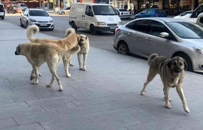 Vatandaşlar tehlike saçan sokak köpeklerine yönelik tedbir alınmasını istiyor