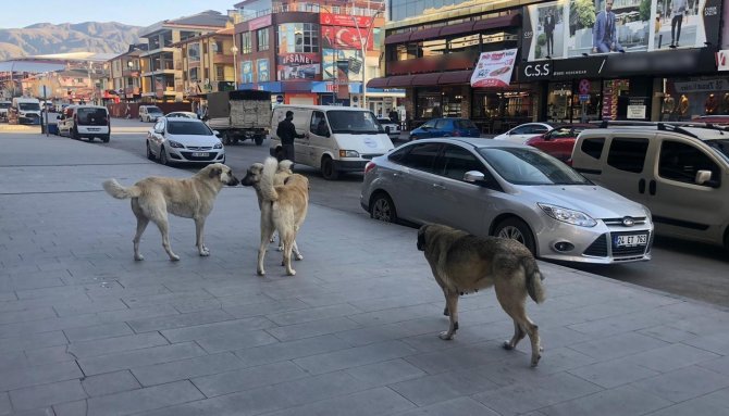 Vatandaşlar tehlike saçan sokak köpeklerine yönelik tedbir alınmasını istiyor