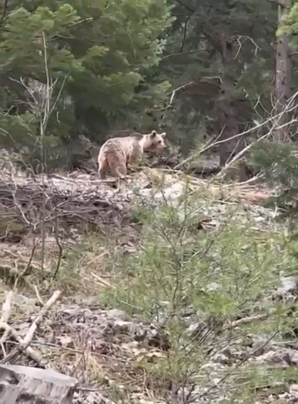 Ormanlık alanda karşılarına çıkan ayıyla neye uğradıklarını şaşırdılar