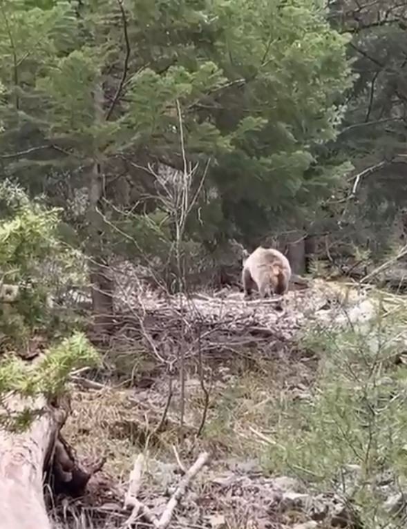 Ormanlık alanda karşılarına çıkan ayıyla neye uğradıklarını şaşırdılar