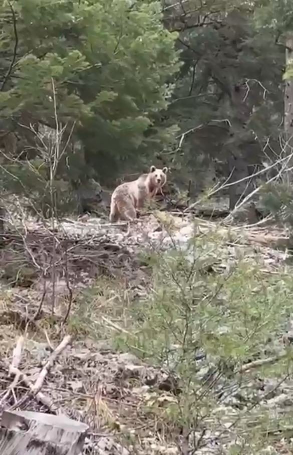 Ormanlık alanda karşılarına çıkan ayıyla neye uğradıklarını şaşırdılar