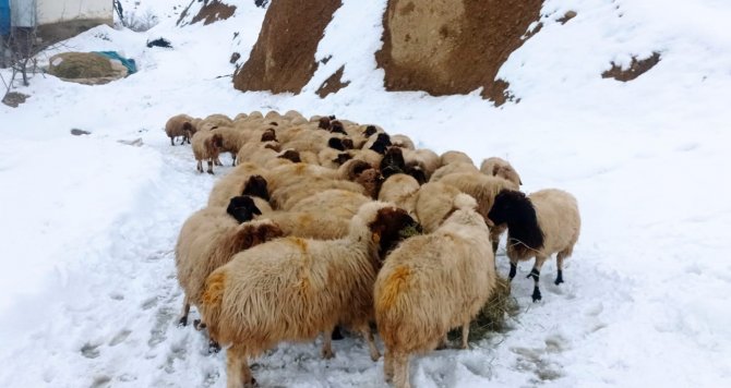 2 bin rakımda besicilerin zorlu yaşam mücadelesi