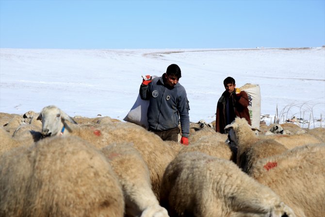 Türkiye'de geçen yıl 3 bin 200'ün üzerinde çoban sertifika aldı