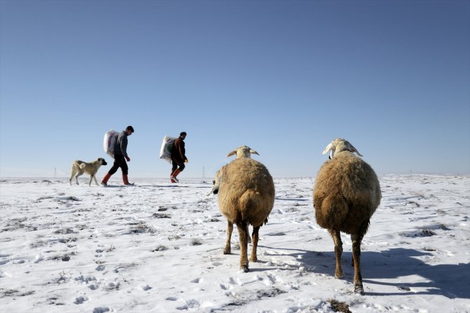 Türkiye'de geçen yıl 3 bin 200'ün üzerinde çoban sertifika aldı