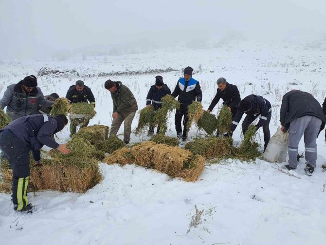 Karaman’da, Anadolu yaban koyunları ile yılkı atlarına yem desteği