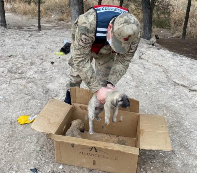 Soğukta kalan yavru köpekler barınağa götürüldü