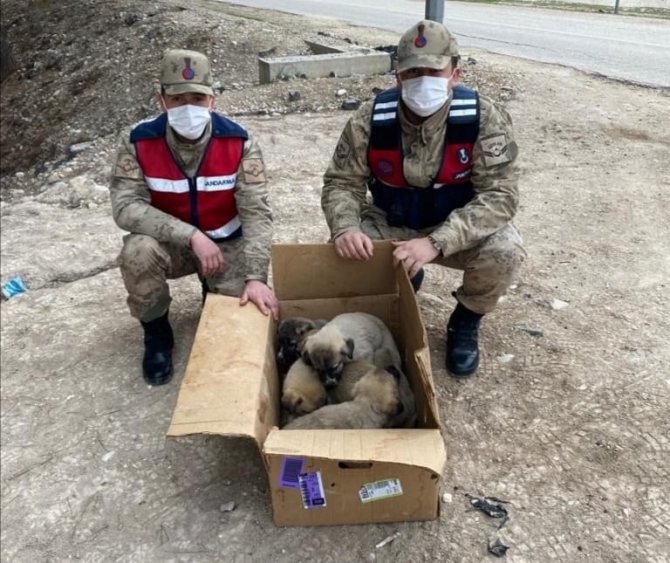 Soğukta kalan yavru köpekler barınağa götürüldü